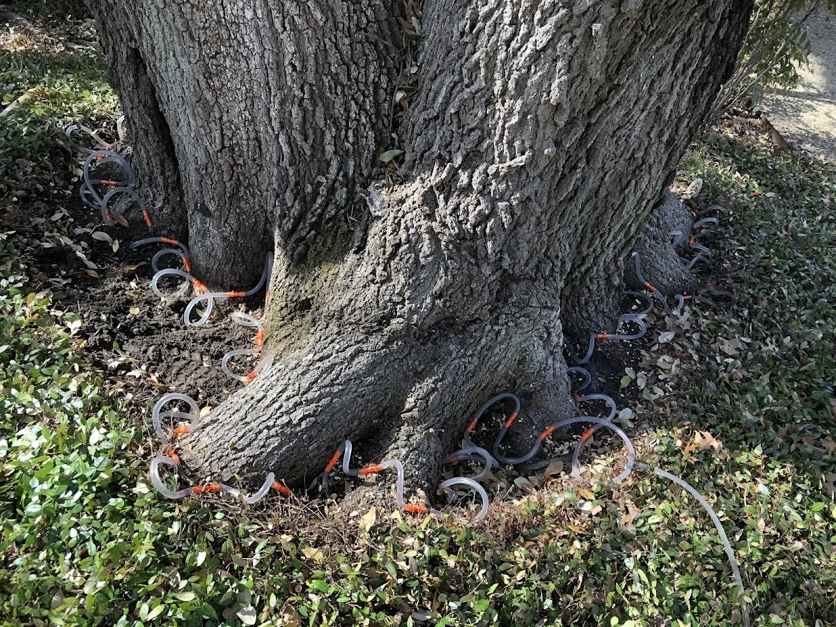 Detailed Tree Cabling and Bracing job site in Kelly